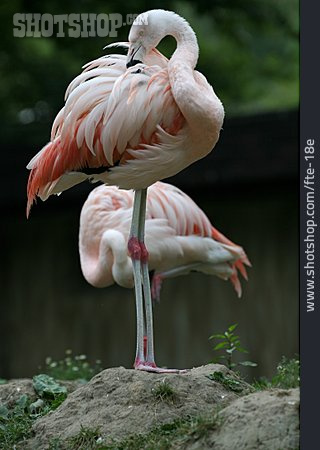 
                Flamingo, Gefieder, Pflege                   