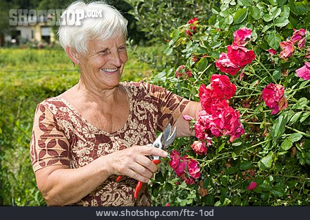 
                Seniorin, Heckenrose, Gartenschere                   