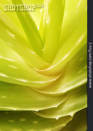 
                Heilpflanze, Aloe Vera                   