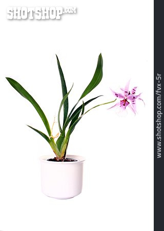 
                Orchidee, Topfpflanze                   