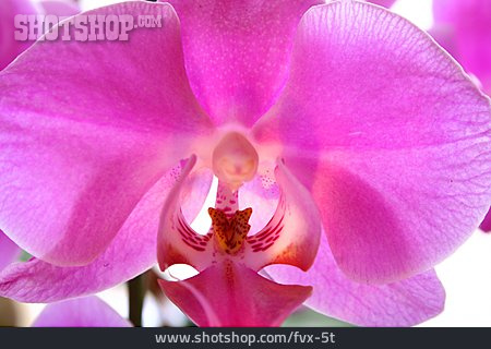 
                Orchidee, Phalaenopsis                   