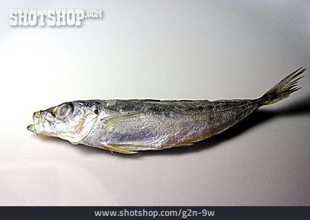 
                Fisch, Sardine                   