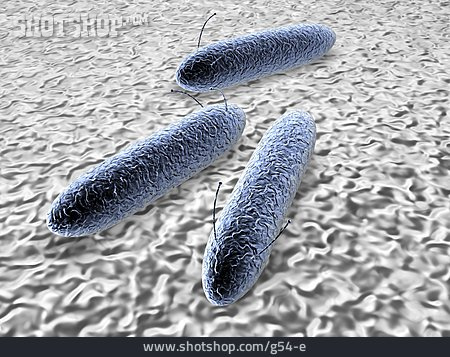 
                Bakterien, Krankheitserreger                   