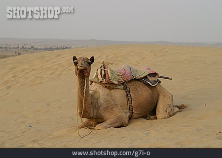 
                Wüste, Kamel                   