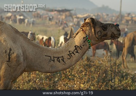 
                Markt, Beschriftung, Kamel                   