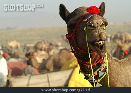 
                Kamel, Kamelmarkt                   