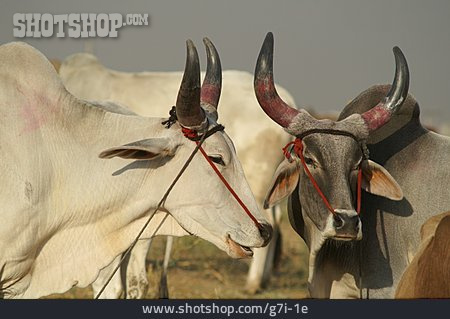 
                Kuh, Hörner, Indien                   