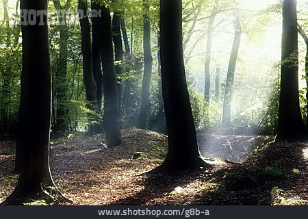 
                Sonnenlicht, Wald                   