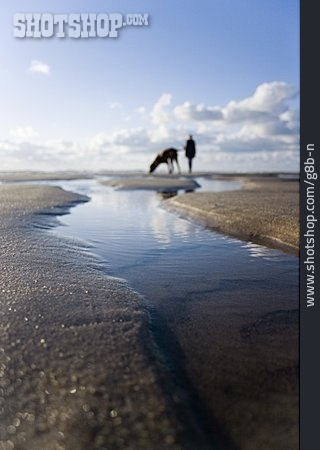 
                Strand, Spaziergang, Hund                   
