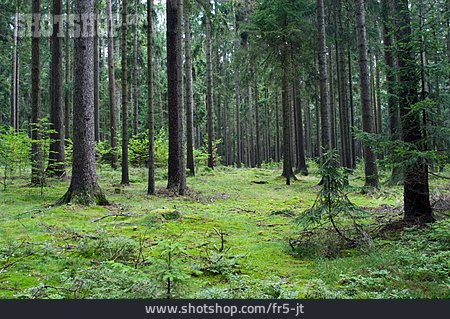 
                Wald, Waldboden                   