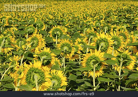 
                Feld, Sonnenblume, Von Hinten                   