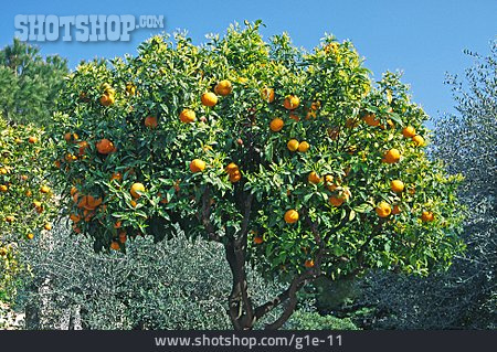 
                Baum, Orangenbaum                   