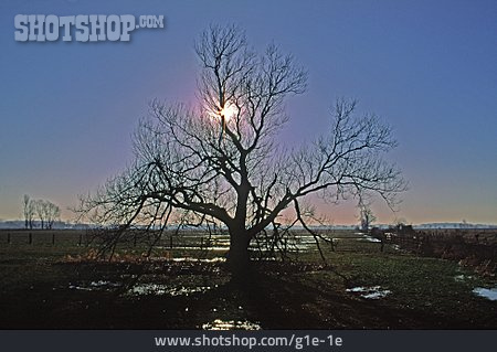
                Sonnenuntergang, Baum, Kahl                   