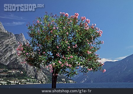 
                Gardasee, Oleander                   