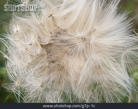 
                Samen, Distel                   