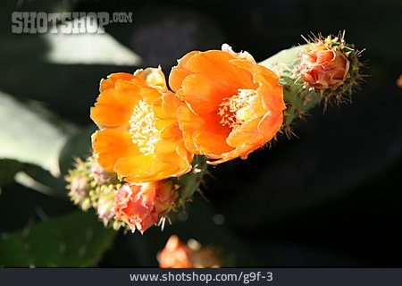 
                Kaktusblüte, Feigenkaktus                   