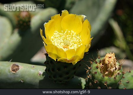 
                Blüte, Kaktus, Feigenkaktus                   
