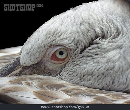 
                Auge, Pelikan, Tierporträt                   