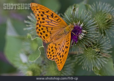 
                Schmetterling, Kaisermantel                   