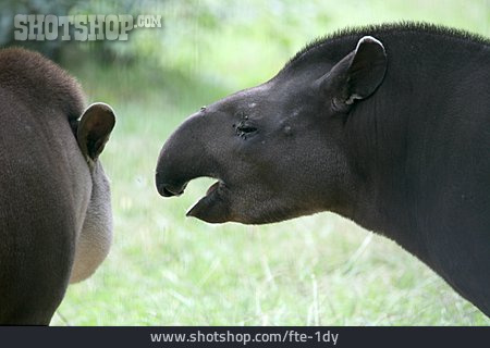 
                Tapir                   