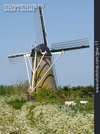 
                Windmühle, Schafherde                   