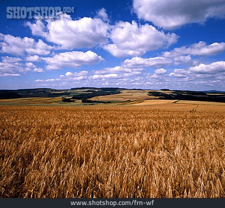 
                Landschaft, Landwirtschaft, Getreidefeld                   