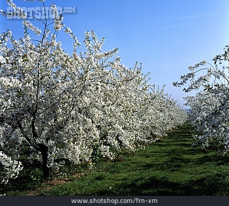 
                Kirschblüte, Kirschbaum, Obstanbau, Kirschplantage                   