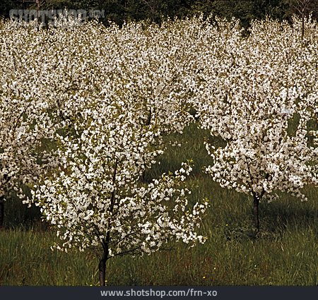 
                Kirschblüte, Kirschbaum, Obstanbau, Kirschplantage                   