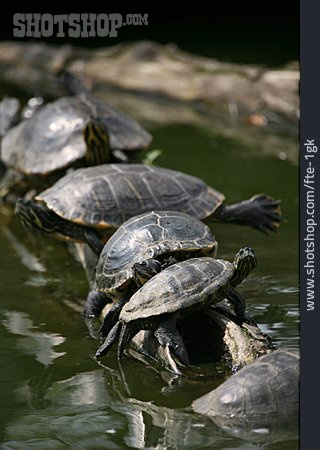 
                Schildkröte, Rotwangenschmuckschildkröte                   