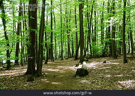 
                Wald, Buchenwald, Fußweg                   