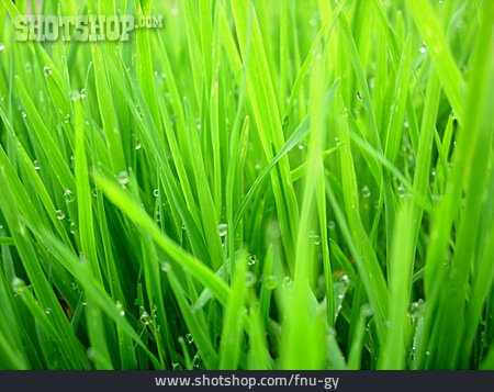 
                Gras, Wassertropfen                   