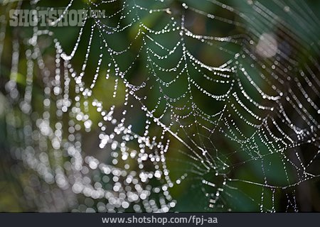 
                Spinnennetz, Tau                   