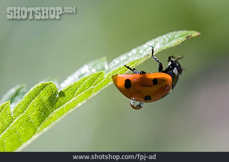 
                Käfer, Marienkäfer, Siebenpunktkäfer                   