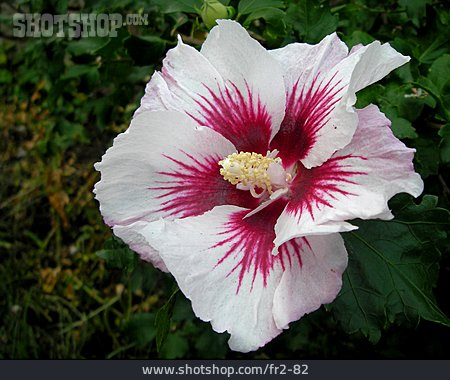 
                Hibiscus, Hibiscusblüte                   