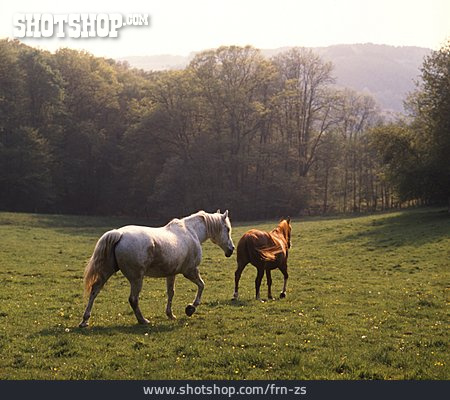 
                Pasture, Horse, Paddock                   