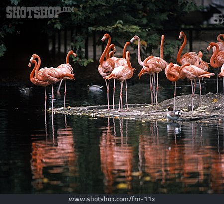 
                See, Flamingo                   