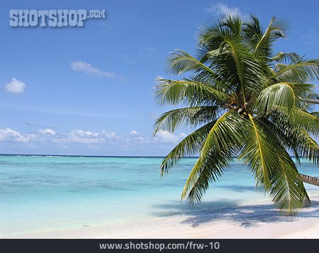 
                Strand, Palme, Malediven                   