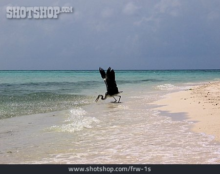 
                Strand, Fischreiher, Malediven                   