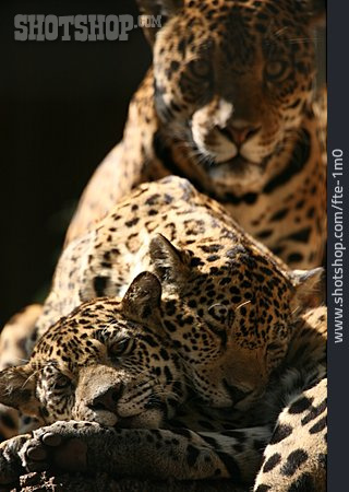 
                Tierfamilie, Jaguar                   