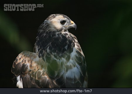 
                Vogel, Mäusebussard                   