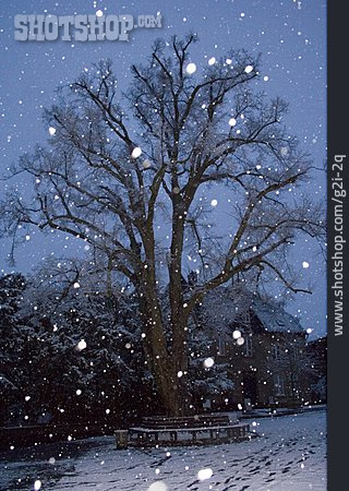 
                Baum, Schneefall                   
