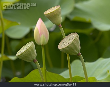 
                Lotus                   