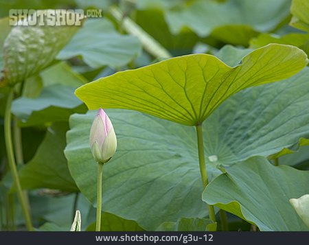 
                Lotus, Lotusblatt                   