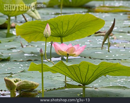 
                Lotus                   