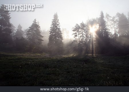 
                Wald, Nebel, Geheimnisvoll, Unheimlich                   