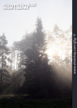 
                Wald, Nebel, Geheimnisvoll, Unheimlich                   