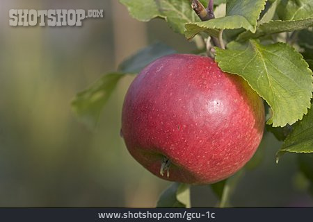 
                Apfel, Alkmene                   