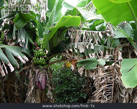 
                Bananenstaude, Bananenpflanze                   