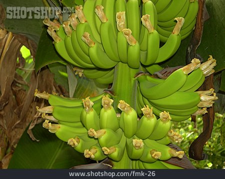 
                Bananen, Bananenstaude, Bananenpflanze                   