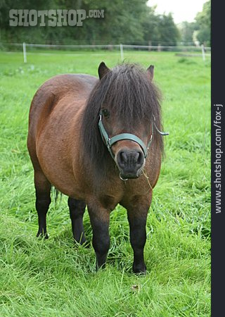 
                Pony, Shetland Pony                   